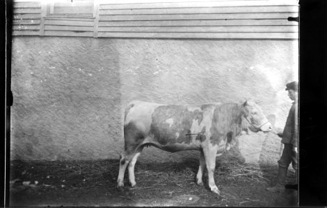 ArCJ - Vache - 137 J 163 b