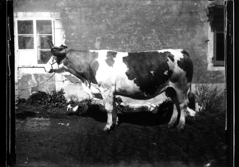 ArCJ - Vache - 137 J 2696 a