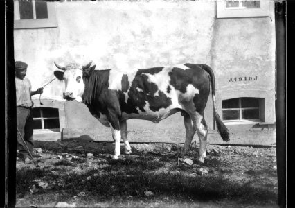 ArCJ - Vache - 137 J 2820 a