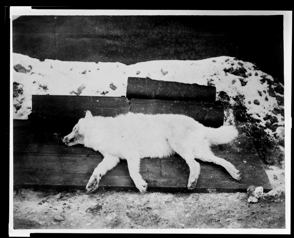 Arctic wolf killed near Fort Conger - G.W. Rice photo. LCCN2009634166