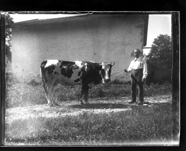 ArCJ - Vache - 137 J 701 a