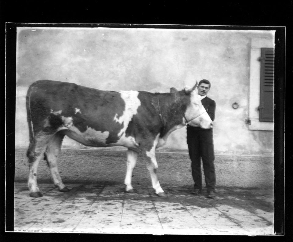 ArCJ - Vache - 137 J 1015 a