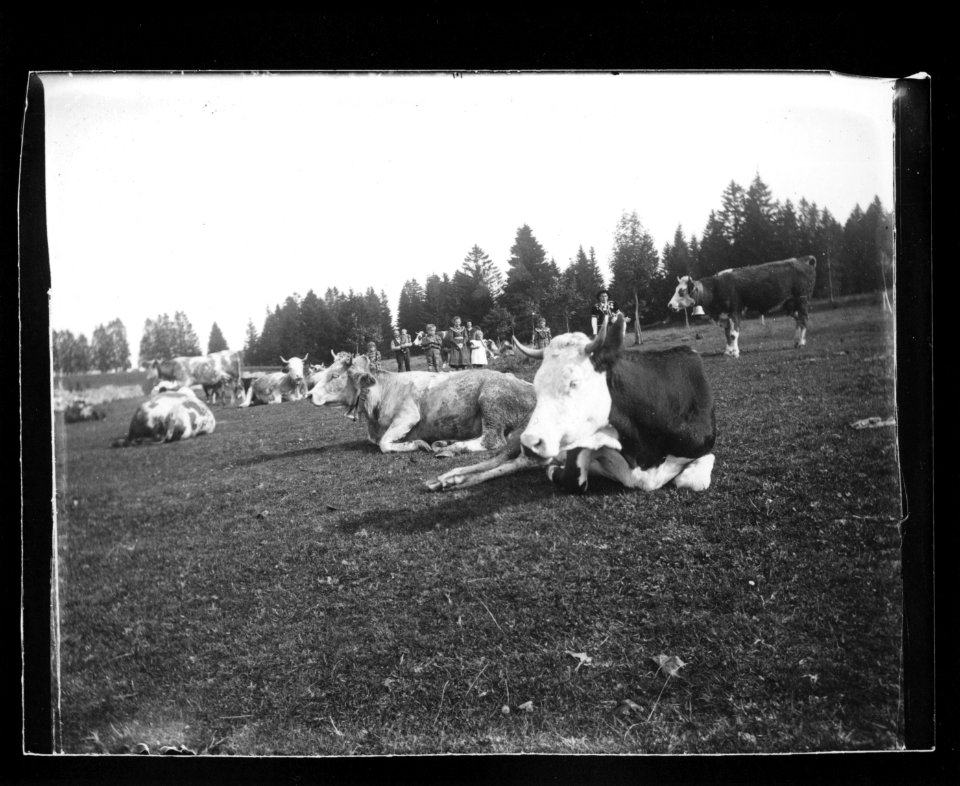 ArCJ - Vaches - 137 J 587 a