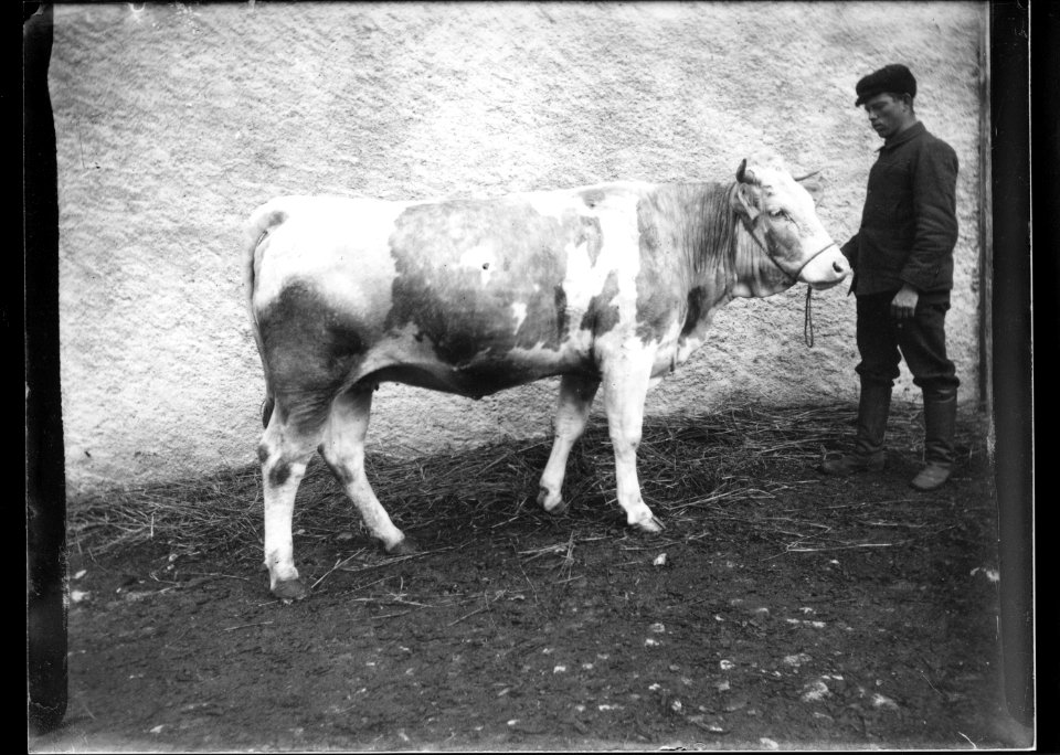 ArCJ - Vache - 137 J 2542 a