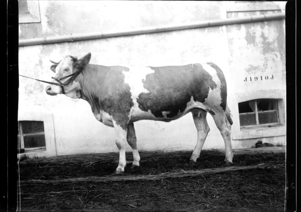 ArCJ - Vache - 137 J 2697 a