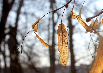 Dry leaves season branch photo