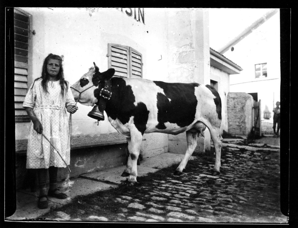 ArCJ - Vache - 137 J 422 a