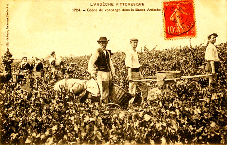 Ardeche vendanges 1908