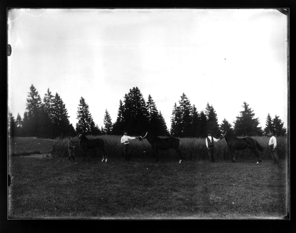 ArCJ - Trois chevaux - 137 J 1851 c