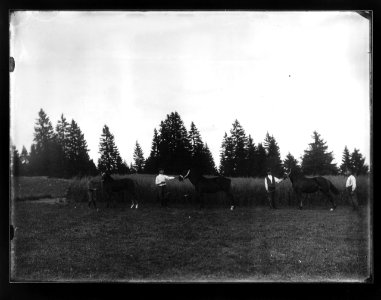 ArCJ - Trois chevaux - 137 J 1851 c