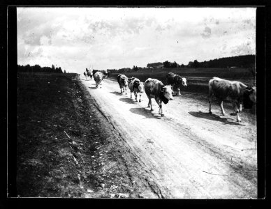 ArCJ - Troupeau de vaches - 137 J 1928 a