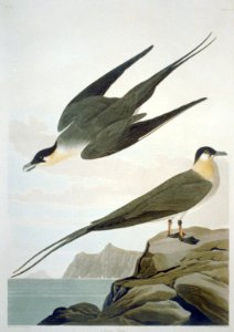 Arctic Yager LCCN2002719006