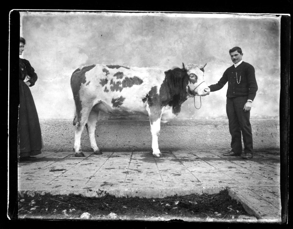ArCJ - Vache - 137 J 1011 a
