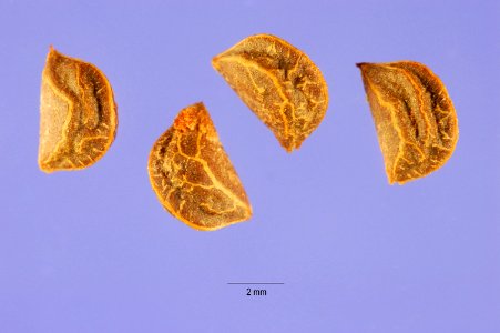Arctostaphylospungens