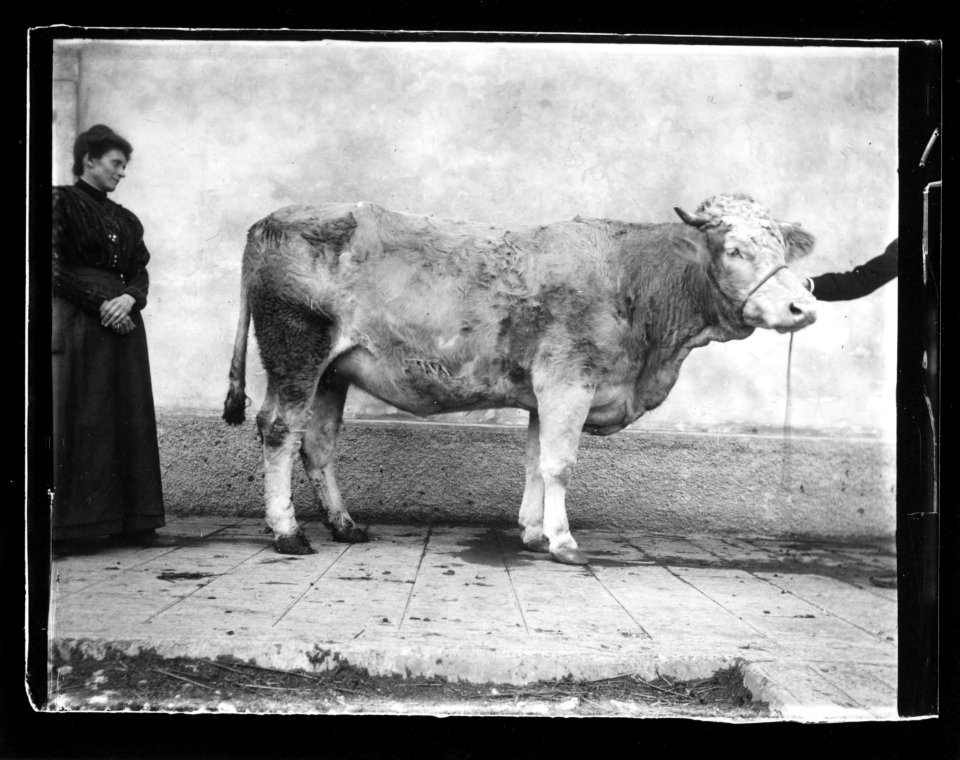 ArCJ - Vache - 137 J 1031 a