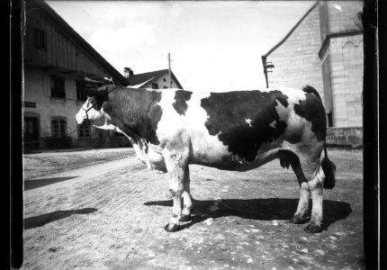 ArCJ - Vache - 137 J 2695 a