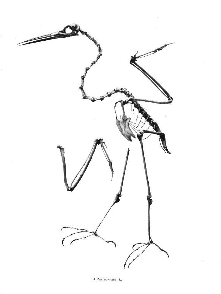 Ardea garzetta 120