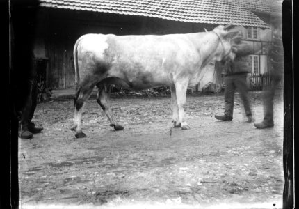 ArCJ - Vache - 137 J 2738 a
