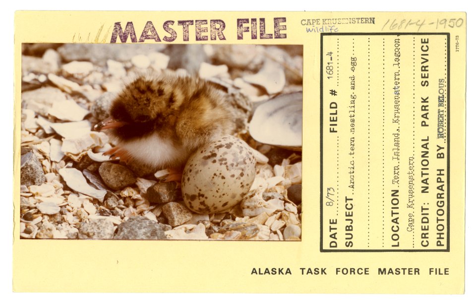 Arctic tern nestling and egg (32735813903)