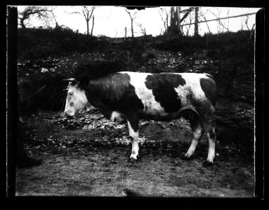 ArCJ - Vache - 137 J 983 a