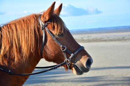 Plays horse mane equine photo