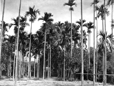 Areca (Betel-nut) Palms in Bloom