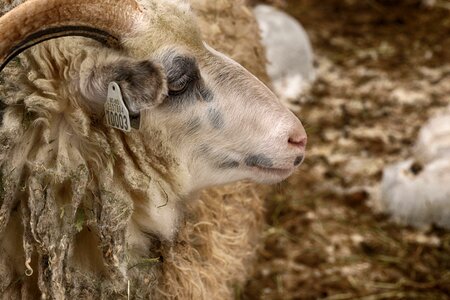 Animal farm nature