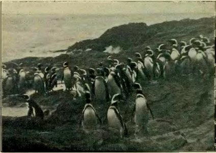 Argentina y sus grandezas (Vicente Blasco Ibáñez) (page 46 crop - Pingüinos)