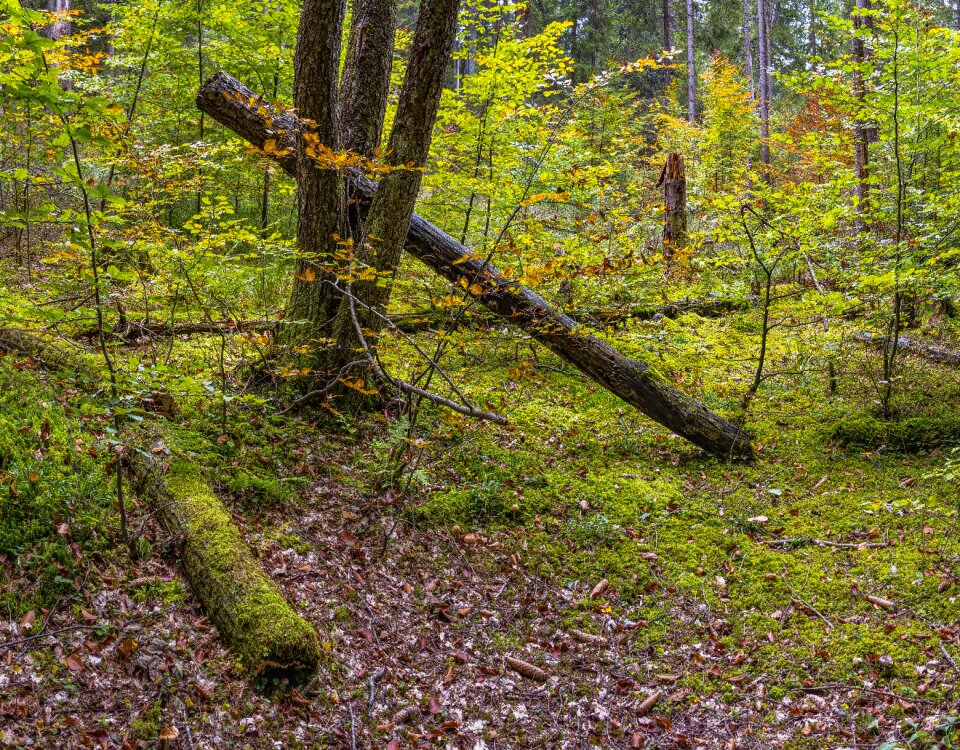 Nature unaffected beautiful