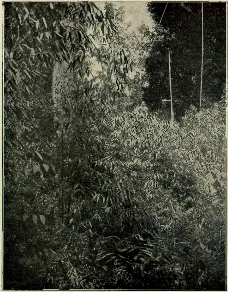 Argentina y sus grandezas (Vicente Blasco Ibáñez) (page 47 crop)