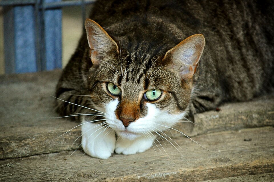 Domestic cat animal welfare portrait