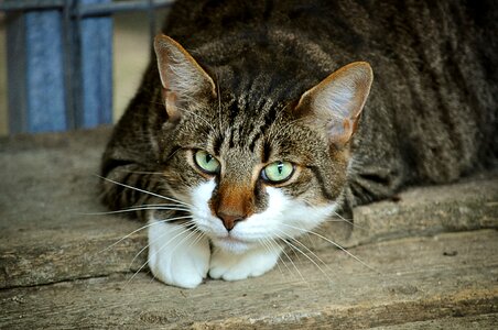 Domestic cat animal welfare portrait photo