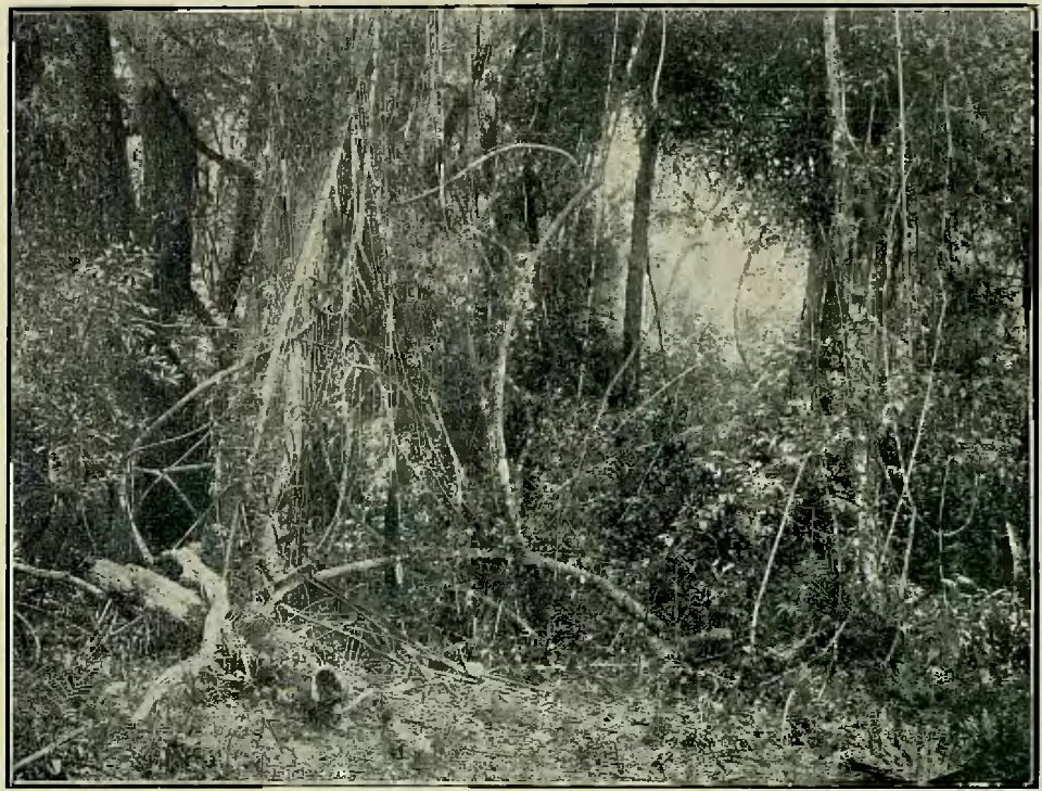Argentina y sus grandezas (Vicente Blasco Ibáñez) (page 50 crop - Selva de lianas)