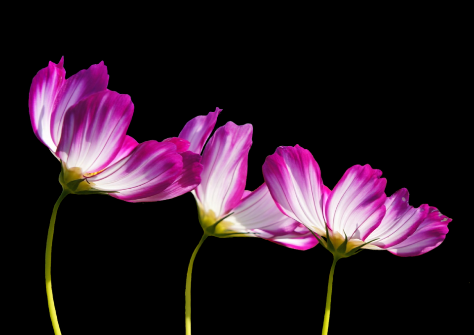Plant pink white