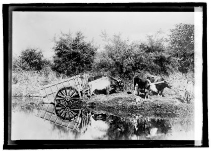 Argentine type of ox cart used in rural sections LCCN2016822075 photo