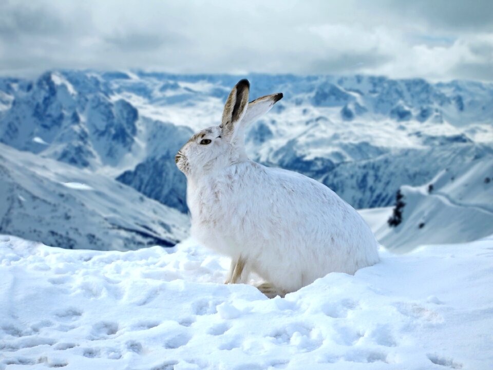 Snow winter ice