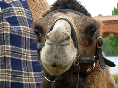 Hump desert animal head