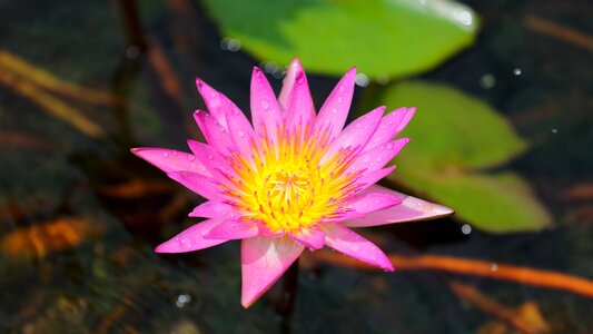 Lotus nature leaf