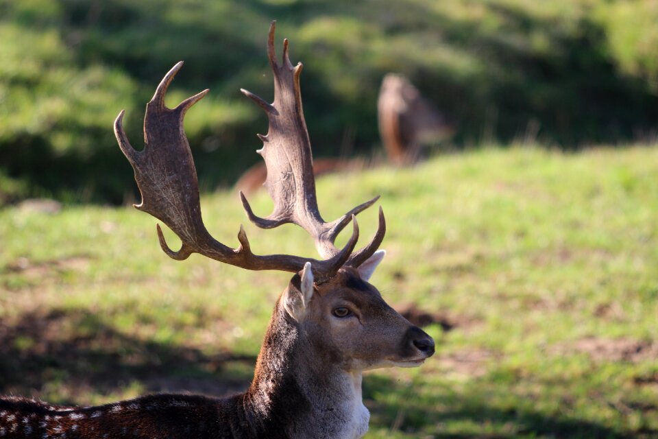 Roe deer wild deer park