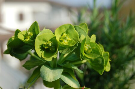 Crassulacea succulentes fat plants photo