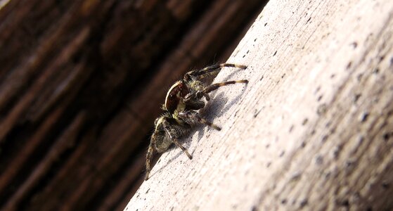 Nature spider armenia