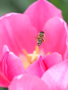 Flora pollen pink nature