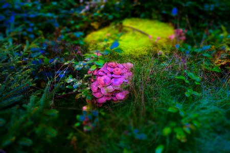 Forest floor moss fliegenpilz forest