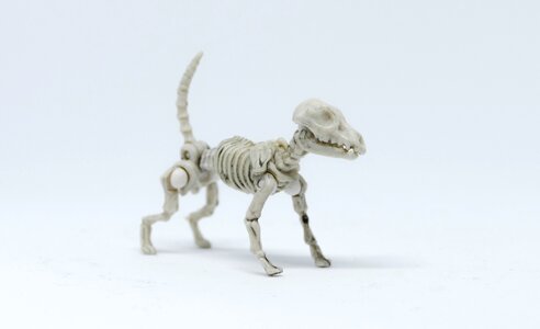 Little dog skeleton