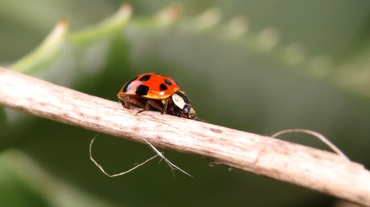 Coccinellidae wild life armenia