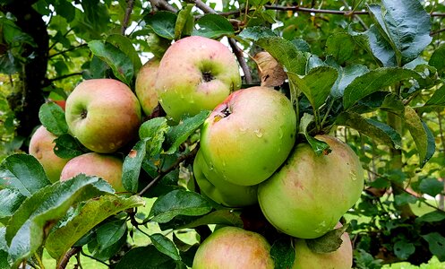 Pome fruit healthy nature