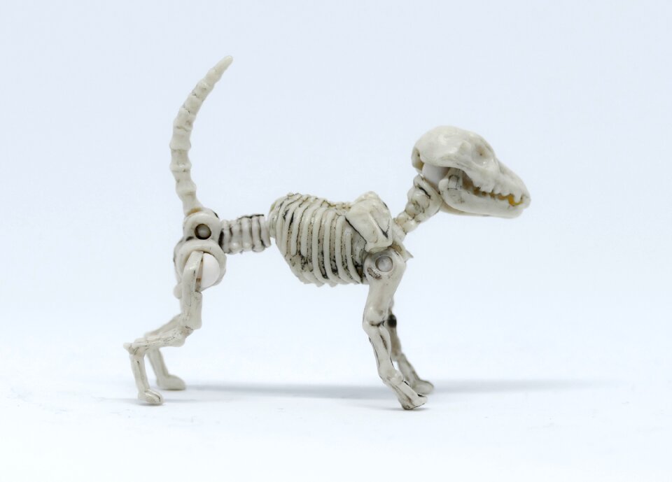Little dog skeleton