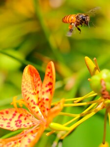 Bee pollen flower photo