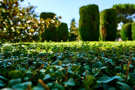 Hedge botanical garden nature