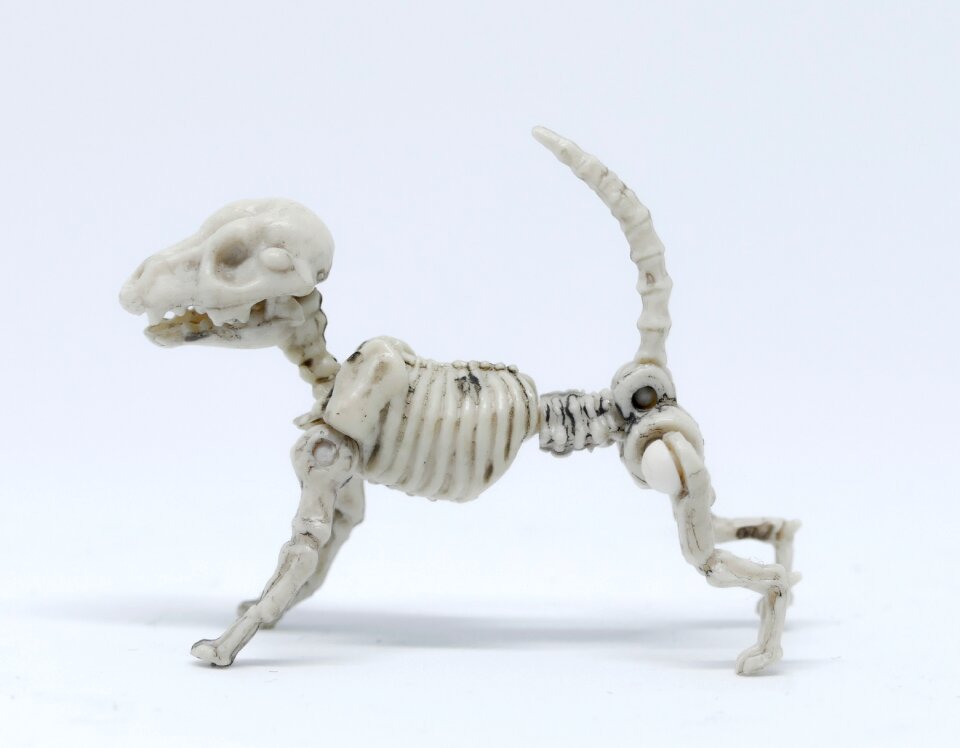 Danger science animal